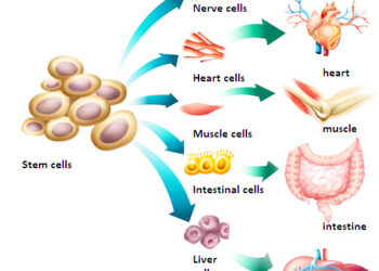 Stem Cell Therapy in Germany