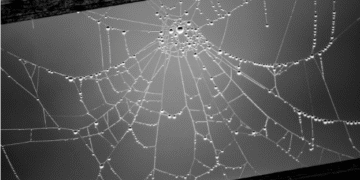 How Residential Proxies Improve Web Scraping Accuracy in 2026