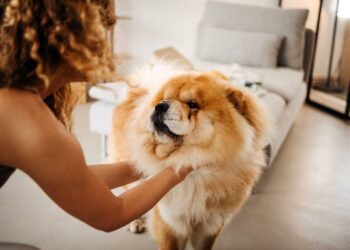 Modern dog training focuses on positive reinforcement, clear communication