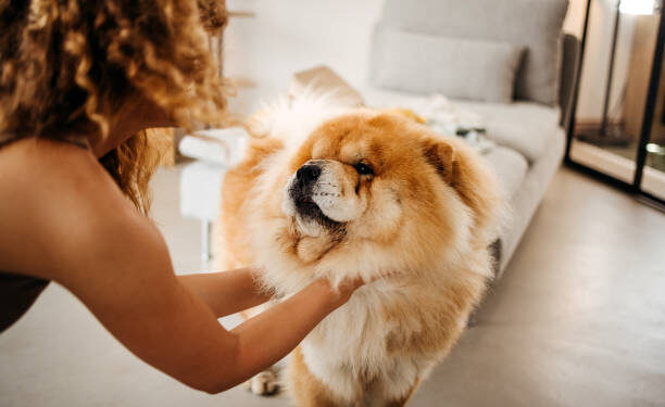 Modern dog training focuses on positive reinforcement, clear communication